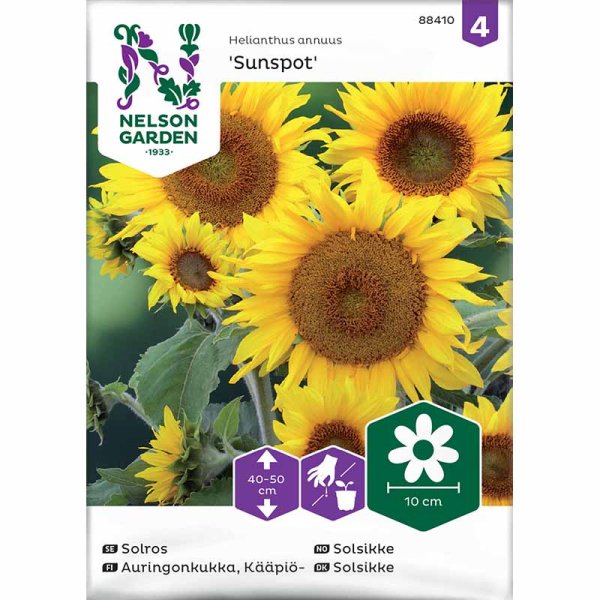 Sonnenblume 'Sunspot'