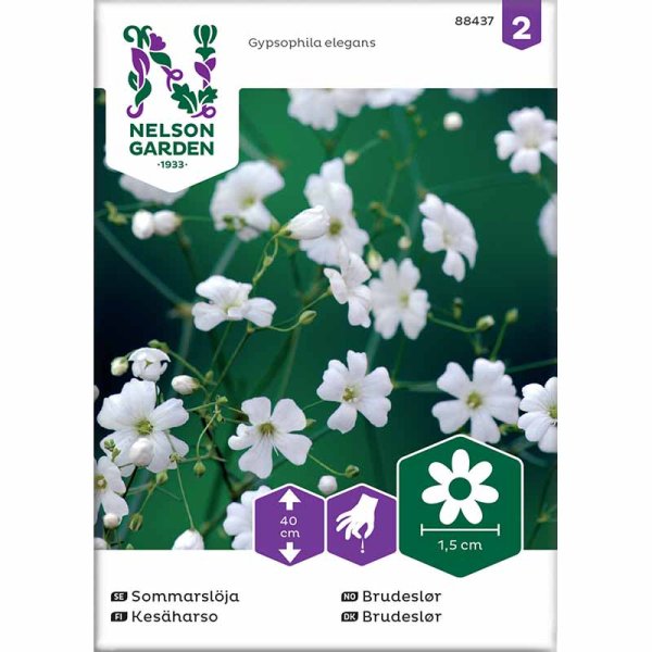 Einjähriger Schleierkraut weiß