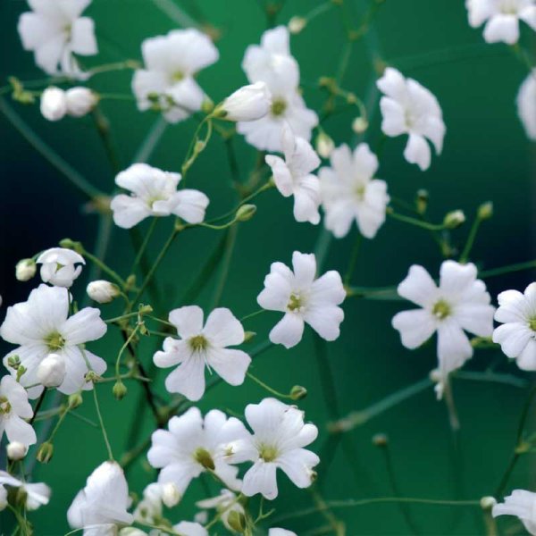 Einjähriger Schleierkraut weiß