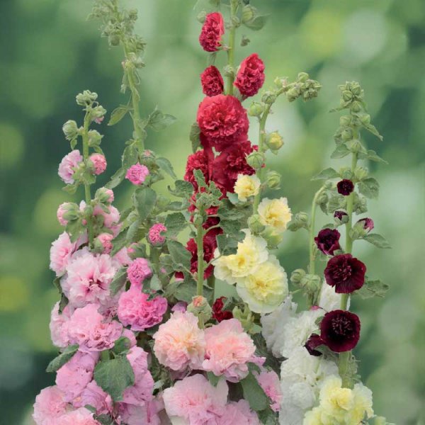 Stockrose 'Charters dubbel'