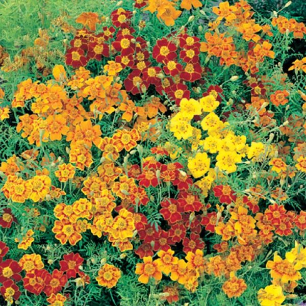 Zwerg-Tagetes 'Starfire mixed'