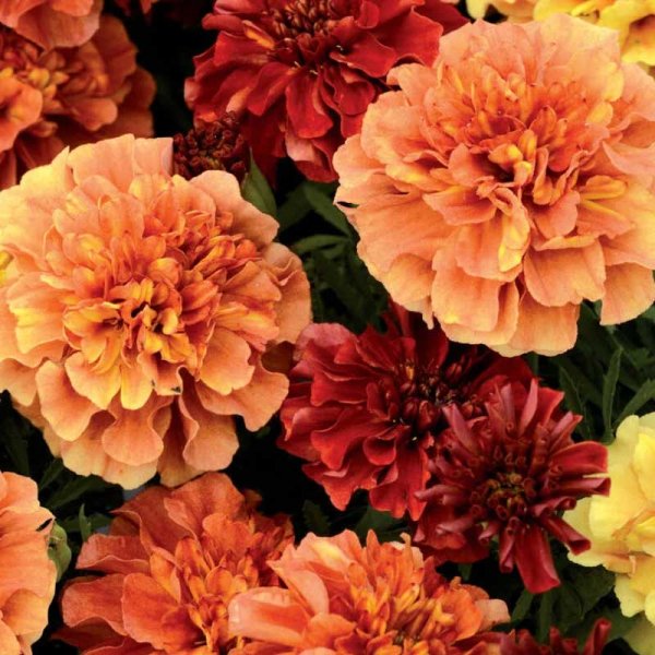 Samt-Tagetes 'Strawberry Blonde'