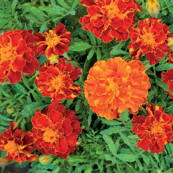 Samt-Tagetes 'Carmen'