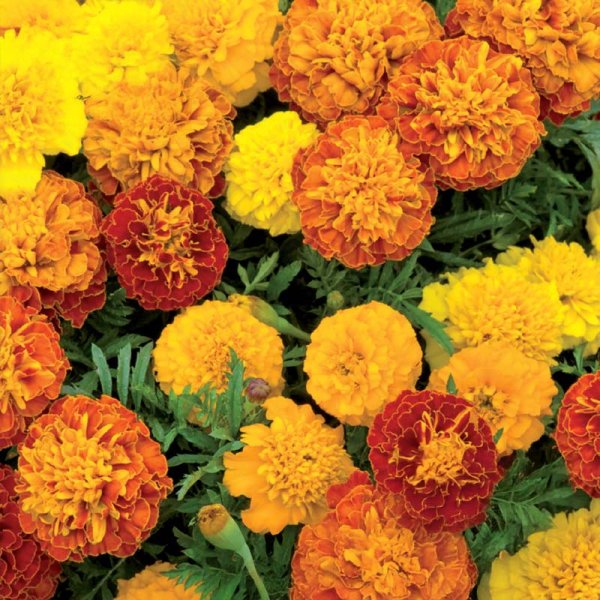Samt-Tagetes 'Petite mix'