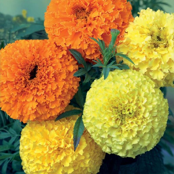 Hohe Tagetes 'Crackerjack'