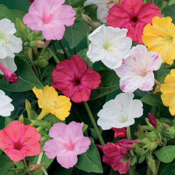 Wunderblume Mischung