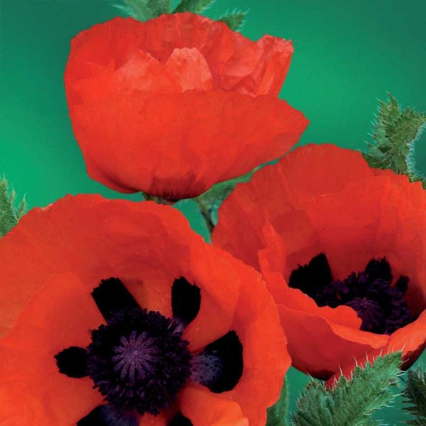 Orientalischer Mohn orangerot