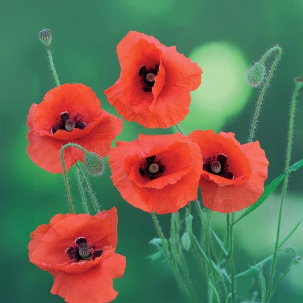 Klatschmohn