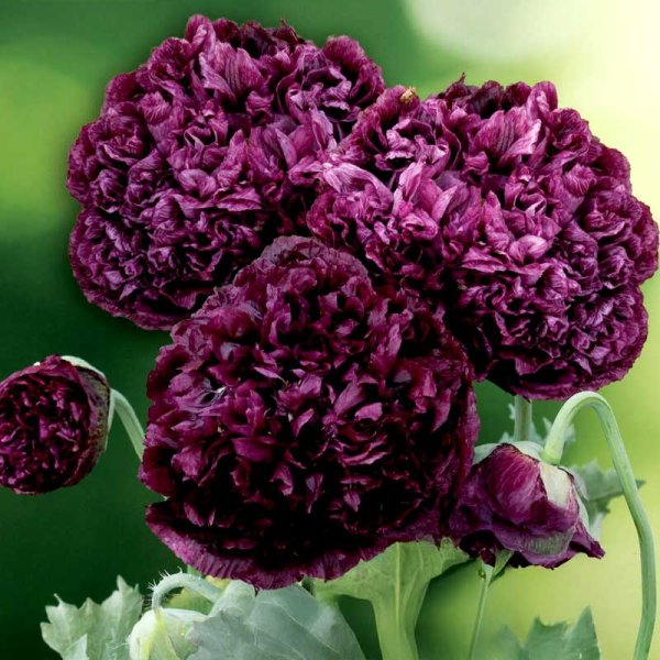 Pfingstrosenmohn 'Black Poeny'