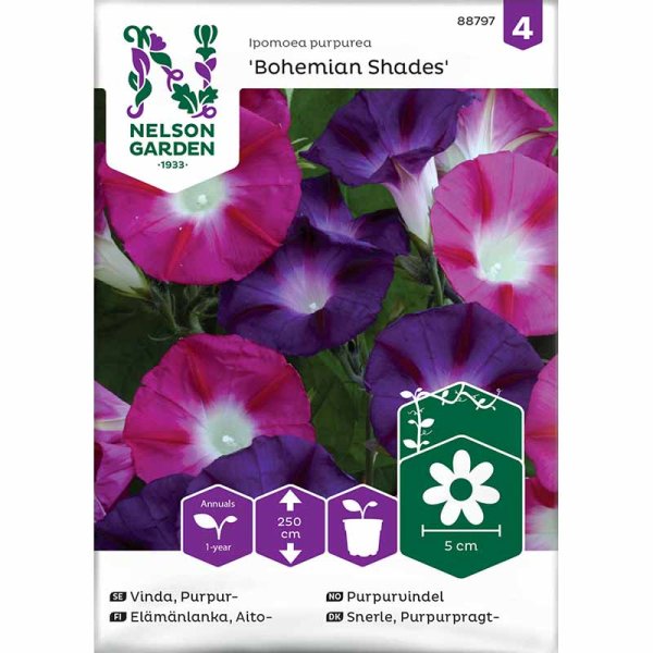 Prunkwinde 'Bohemian Shades'