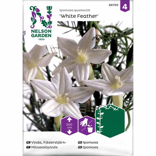 Feder-Prunkwinde 'White Feather'