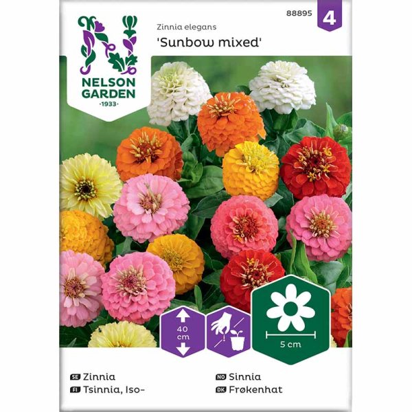 Zinnie Sunbow Mischfarben