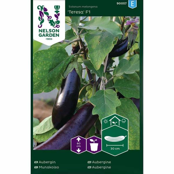 Aubergine 'Teresa' F1