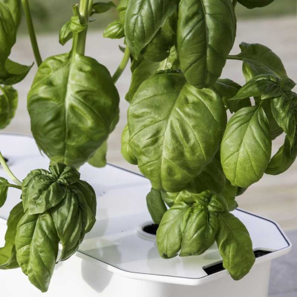 Basilikum 'Ordinary' - Harvy