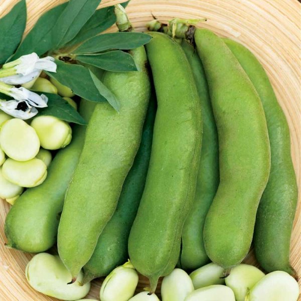 Dicke Bohne 'Threefold White'