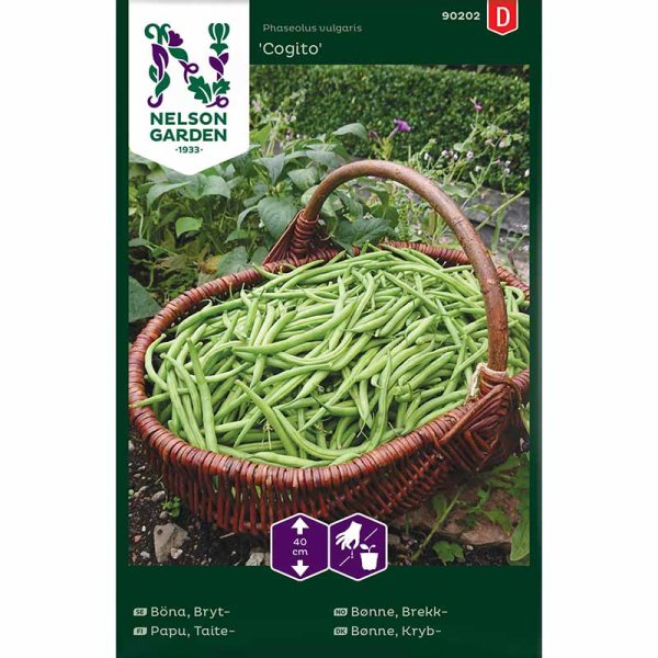 Buschbohne 'Cogito'