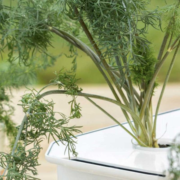 Blattdill 'Thalia' - Harvy