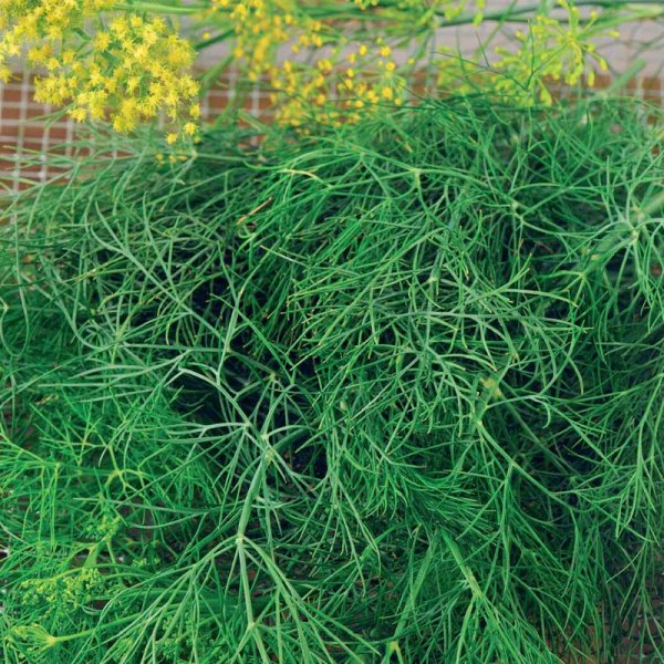 Dill 'Como'