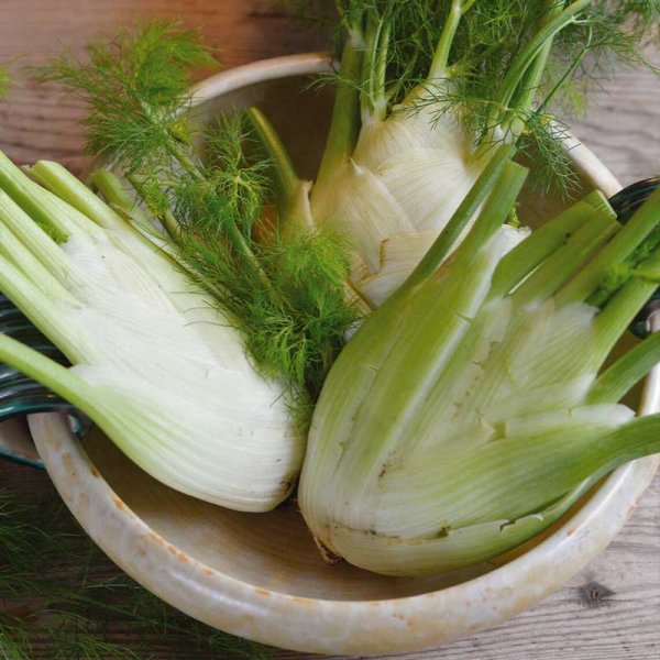 Süßer Fenchel 'Preludio' F1