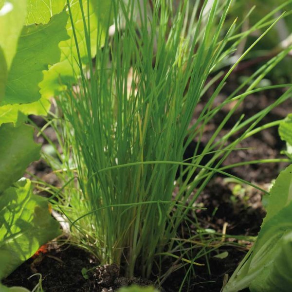 Schnittlauch 'Dolores'