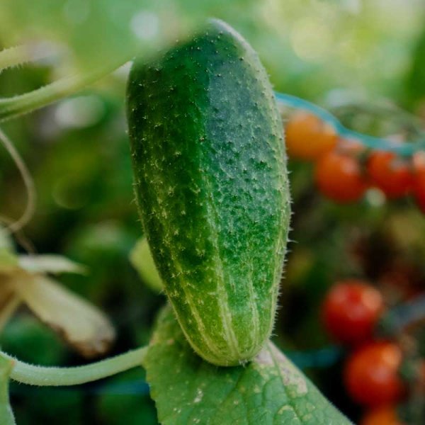 Einlegegurke 'Vert petit de Paris'