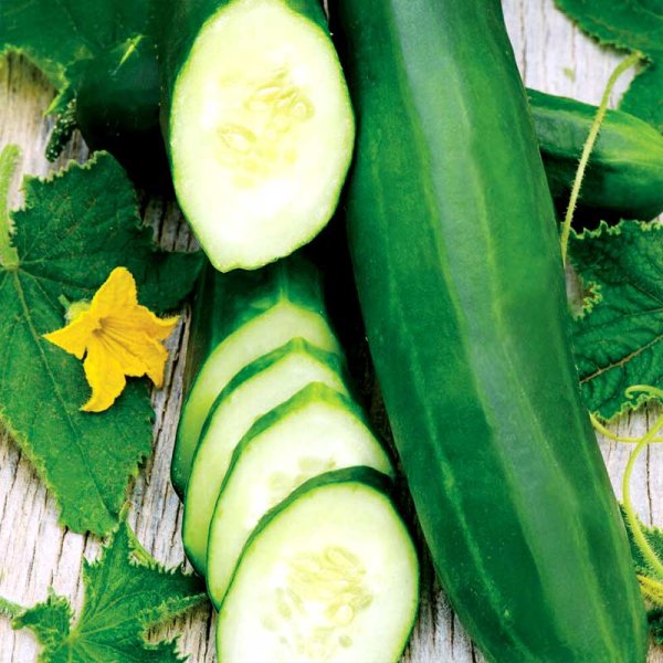 Salatgurke 'Tanja'