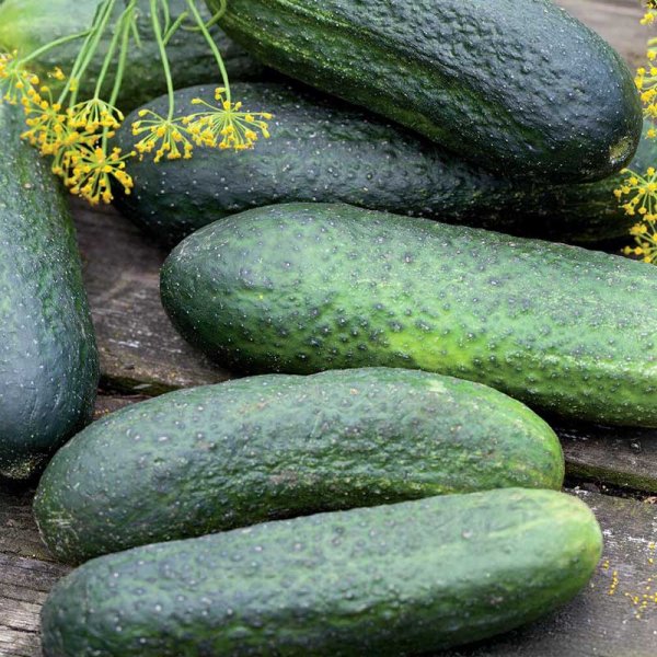Freilandgurke 'Profi' F1 Organic
