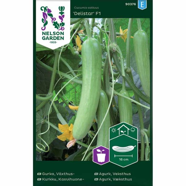 Gewächshausgurke 'Delistar' F1