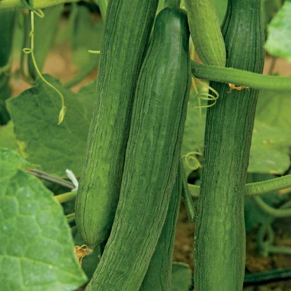 Salatgurke 'Louisa'F1