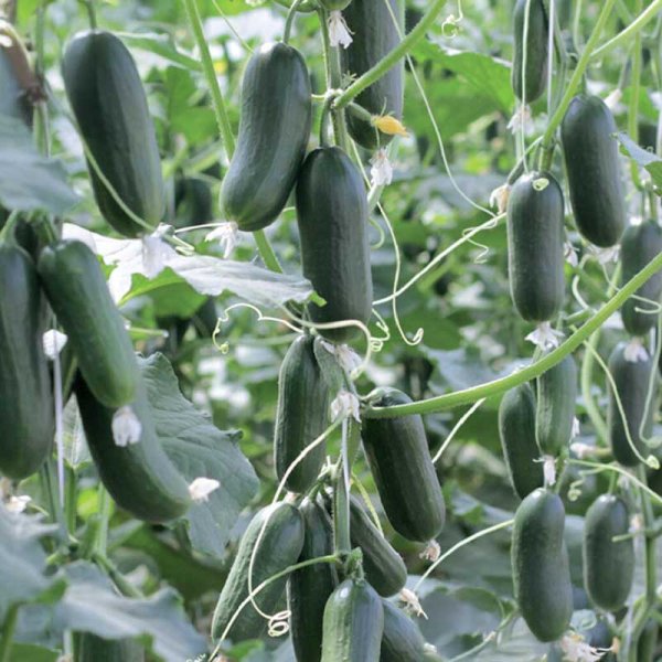Gurke 'Hopeline' F1