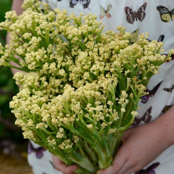 Blomkål 'Blumini' F1