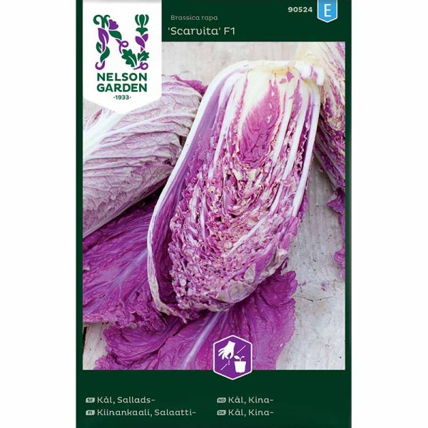 Salatkohl 'Scarvita F1'