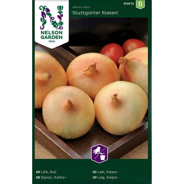 Speisezwiebel 'Stuttgarter Riesen'