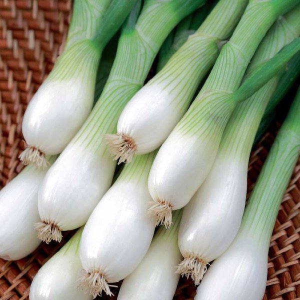 Frühlingszwiebel 'White Lisbon' Såband