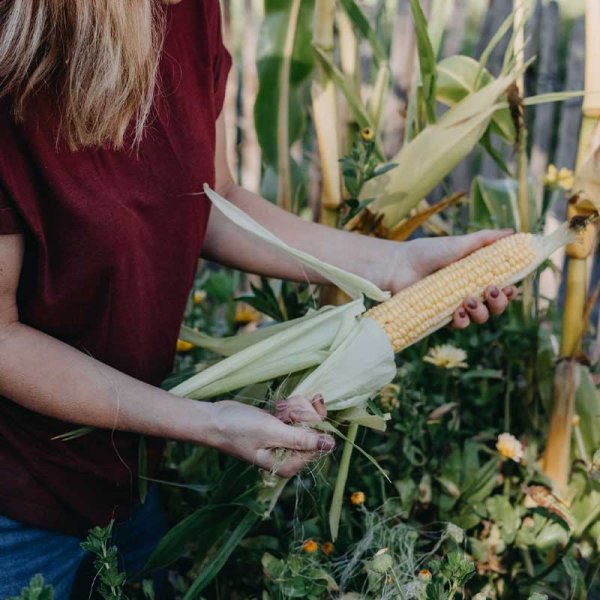 Zuckermais 'Sweet Nugget'F1