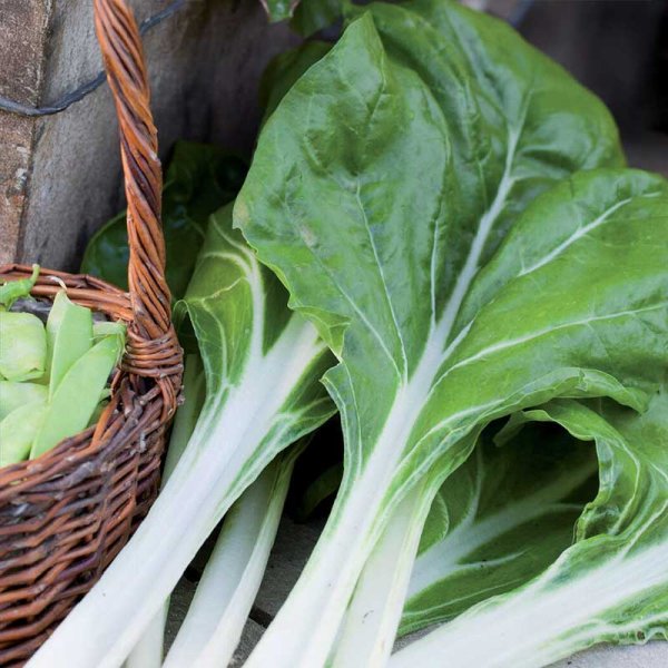 Mangold 'White silver 3' Organic