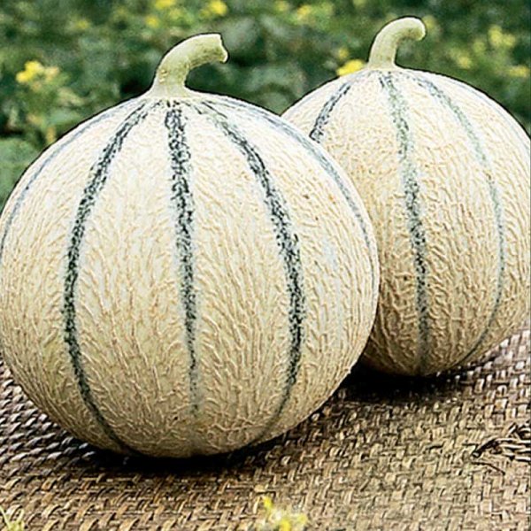 Melone 'Stellio'F1