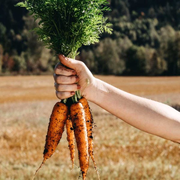 Wintermöhre 'Flakkée 2'