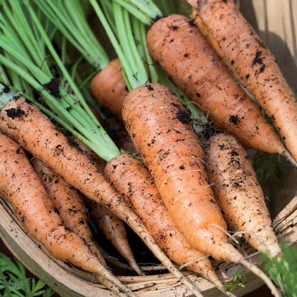 Sommermöhre 'Berlicum 2'