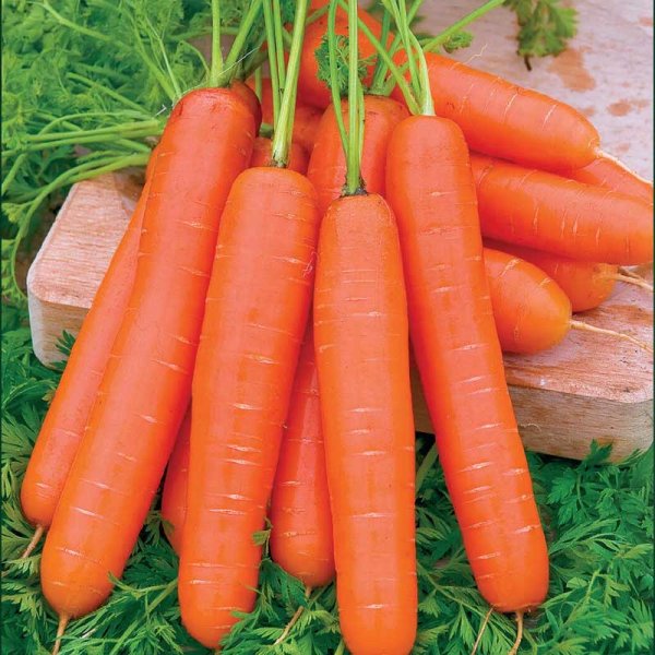 Sommermöhre 'Nantaise 2'