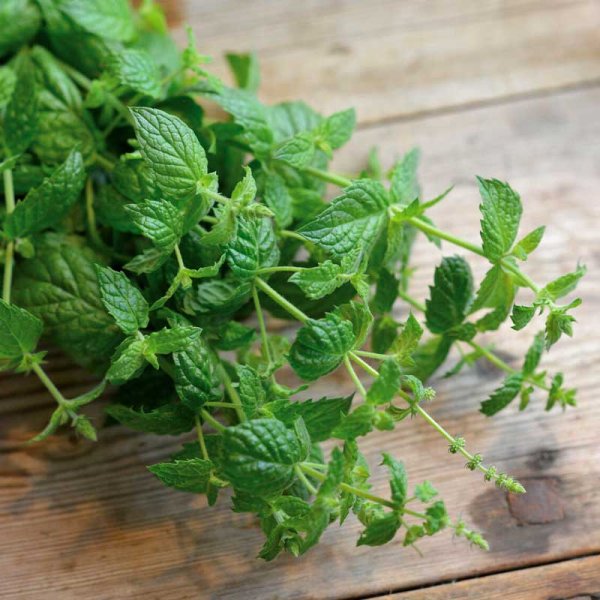 Pfefferminze 'Multimentha'