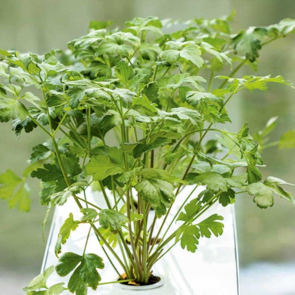 Glattpetersilie 'Laura' - Harvy