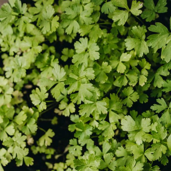 Petersilie 'Gigante d'Italia'