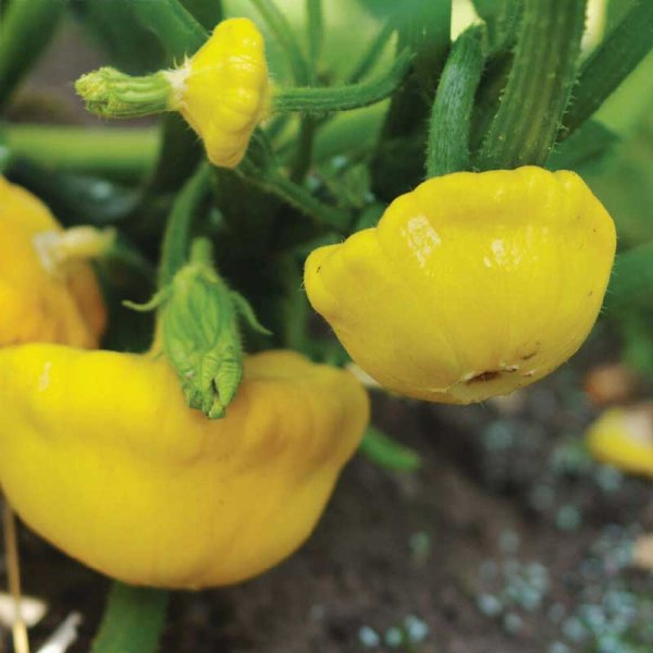 UFO-Kürbis 'Sunseanse' F1