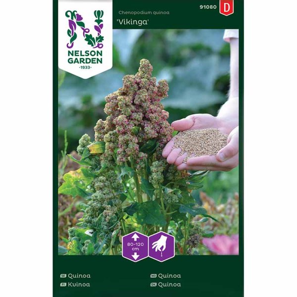 Quinoa 'Vikinga'