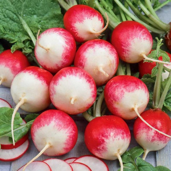 Radieschen 'National 2'