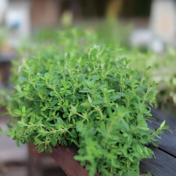 Winterthymian 'German Winter'