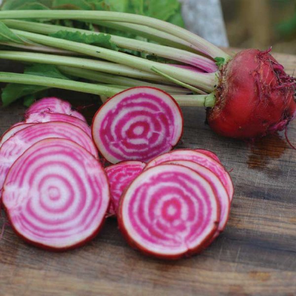 Rote Bete 'Chioggia' Bio