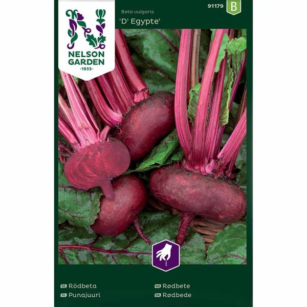 Rote Bete 'D' Egypte'