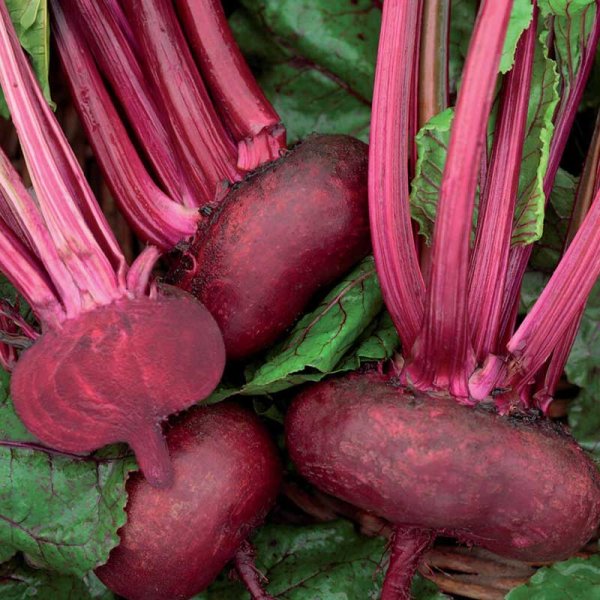 Rote Bete 'D' Egypte'